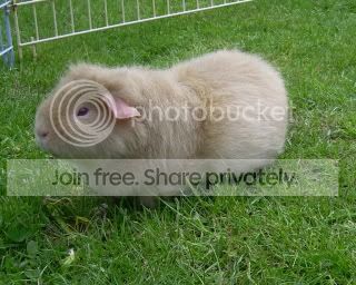Piggies00.jpg