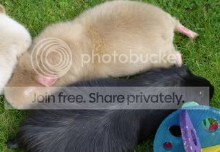 Piggies000.jpg
