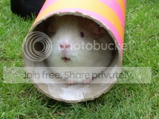 Piggies004.jpg