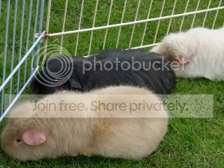 Piggies010.jpg