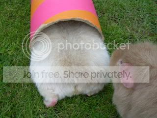 Piggies015.jpg