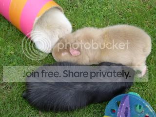 Piggies017.jpg