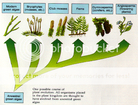 Plantae Photo by kancilantigaptek | Photobucket